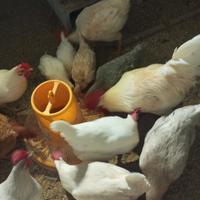 Galline ovaiole in produzione