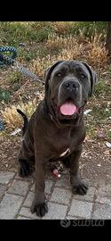 Monta cane corso