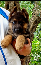Cuccioli pastore tedesco