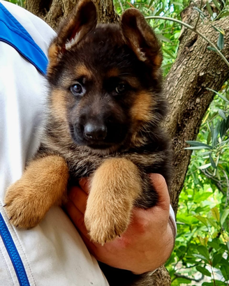 Cuccioli pastore tedesco