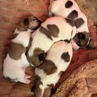 Tre bellissime cucciole di Jack Russell