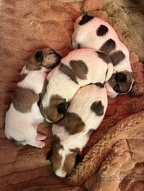 Tre bellissime cucciole di Jack Russell