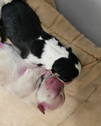 Chihuahua pedigree