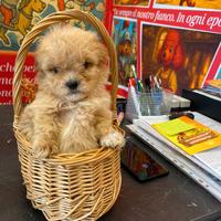 Barboncino mini toy asiatico con genitori visibili