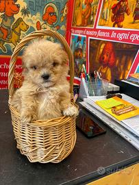 Barboncino mini toy asiatico con genitori visibili