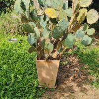 fico d'india con grande vaso in terracotta 