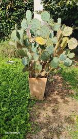 fico d'india con grande vaso in terracotta 