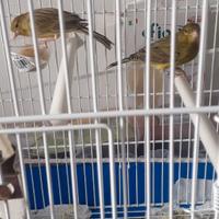 Gabbia e 2 canarini africani