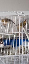 Gabbia e 2 canarini africani