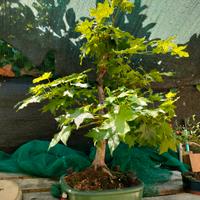 acero bonsai