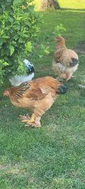 Coppia Brahma