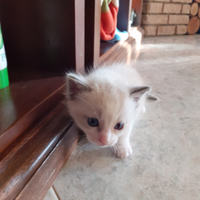 Gattina bianca siamese