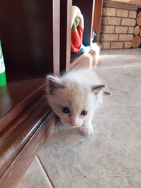 Gattina bianca siamese