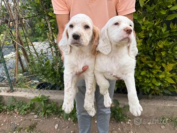 Cuccioli di Setter Inglese