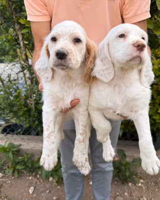 Cuccioli di Setter Inglese