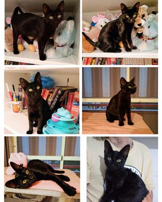 Gattina nera dolcissima