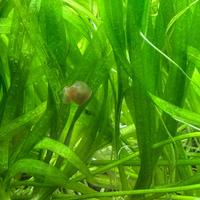 Helanthium prato acquario semplice con omaggio