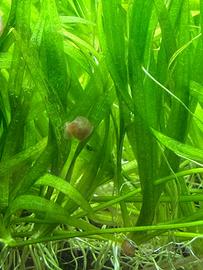 Helanthium prato acquario semplice con omaggio