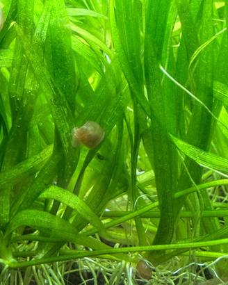 Helanthium prato acquario semplice con omaggio