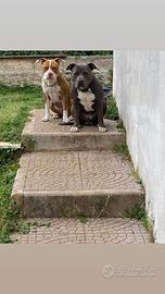 Pitbull