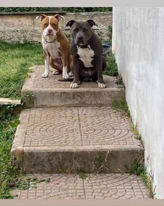 Pitbull