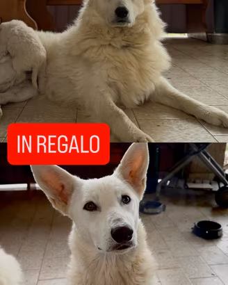 2 cani mix husky - cane da pastore