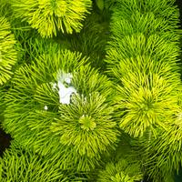Limnophila sessiliflora acquari