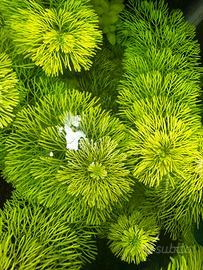 Limnophila sessiliflora acquari
