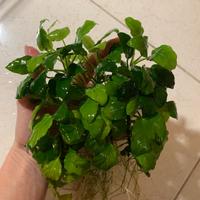 Anubias barteri varietà nana