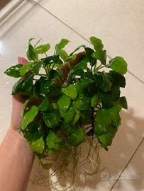 Anubias barteri varietà nana