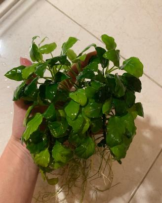 Anubias barteri varietà nana