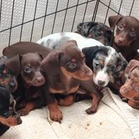 Cuccioli bassotto Kaninken Arlecchino