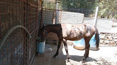 Cavallo