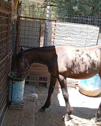 Cavallo