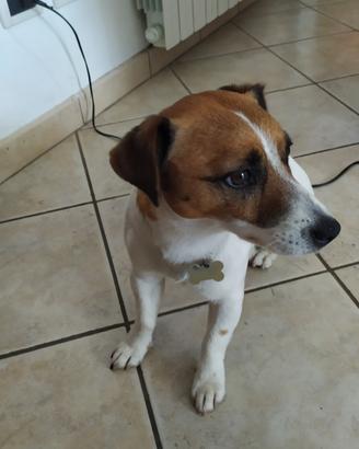 Monta Jack Russell