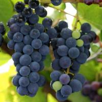 N5 barbatelle uva fragola nera 