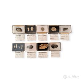 Lotto 9 Fossili Veri Collezione Didattica Squalo