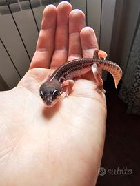 Geco Leopardino Femmina - Eclipse / Black Night