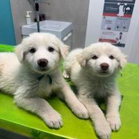 Cuccioli di Pastore Marammano