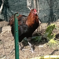 Gallo olivegger 5 mesi