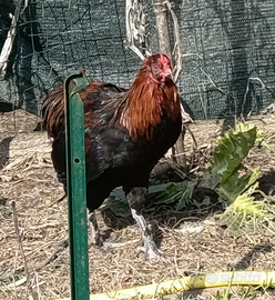 Gallo olivegger 5 mesi