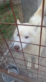 Husky bianco