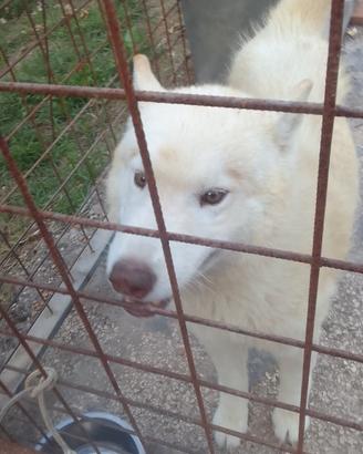 Husky bianco