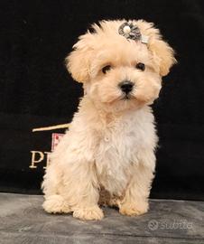 Cucciola di Maltipoo