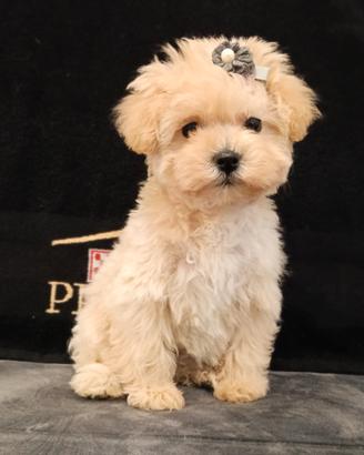 Cucciola di Maltipoo