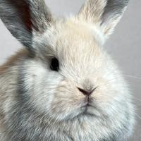 Coniglio ha 2 mesi