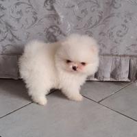 Spitz pomerania con pedigree ENCI