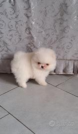 Spitz pomerania con pedigree ENCI