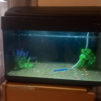 Acquario 60 Litri