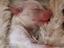Immagine 6